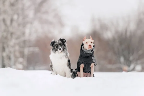 Two dogs posing outdoors in winter together — Stock Photo, Image
