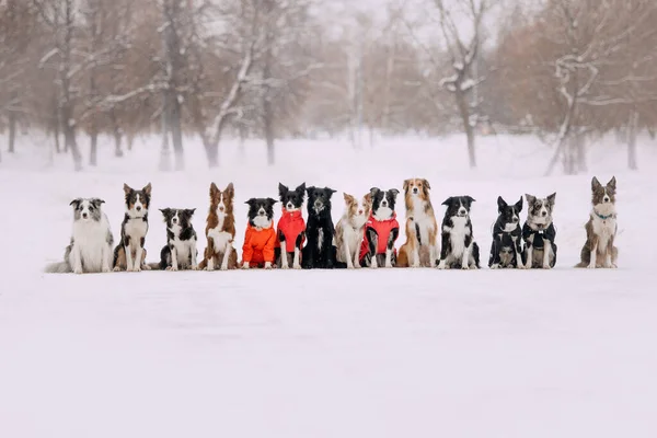 group of dogs posing together in winter