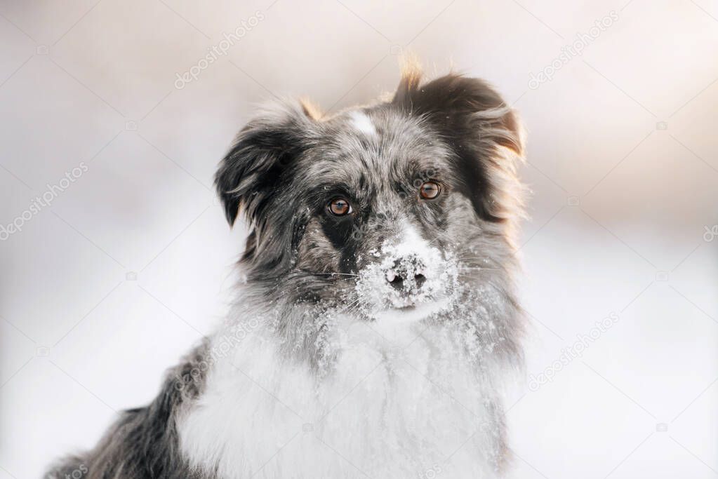 adorable border collie dog posing outdoors in winter
