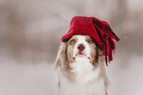 ขอบชายแดนสุนัข collie โพสกลางแจ้งในหมวก — ภาพถ่ายสต็อก
