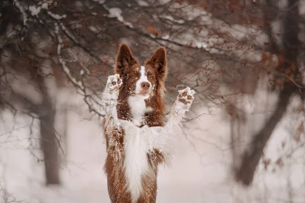 Rozkošný hraniční kolie pes pózování venku v zimě — Stock fotografie