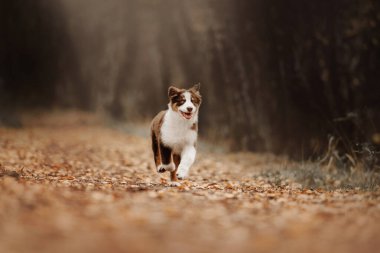 Sonbaharda dışarıda gezen sevimli Avusturyalı çoban köpeği.