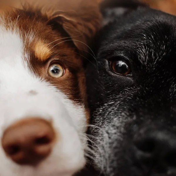 Close up portrait of young and old dogs together — Stock Photo, Image