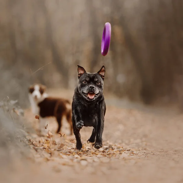 Viejo staffordshire bull terrier perro corriendo al aire libre — Foto de Stock