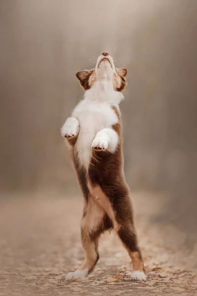 Прелестный щенок стоит на задних лапах на открытом воздухе — стоковое фото