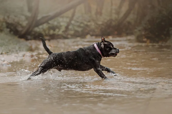 Yaşlı Stamfordshire boğa teriyeri köpek nehirde koşuyor. — Stok fotoğraf