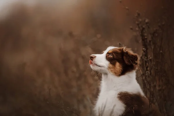 Adorabile cucciolo di pastore australiano all'aperto in autunno — Foto Stock