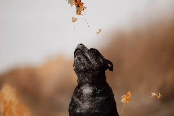 Stary staffordshire byk terrier pies pozowanie na zewnątrz — Zdjęcie stockowe