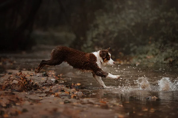 Australische herder puppy rent naar de rivier — Stockfoto