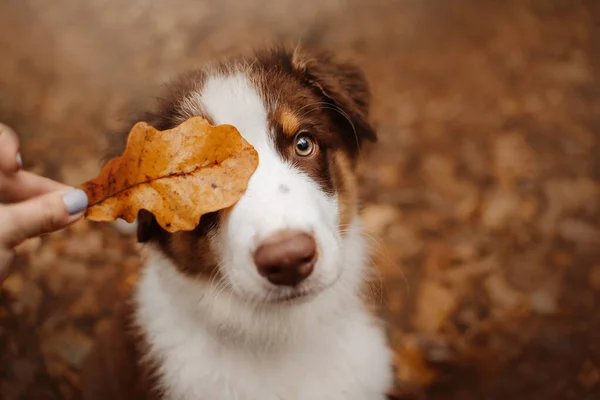 Adorable australian shepherd puppy outdoors in autumn — Stock Photo, Image