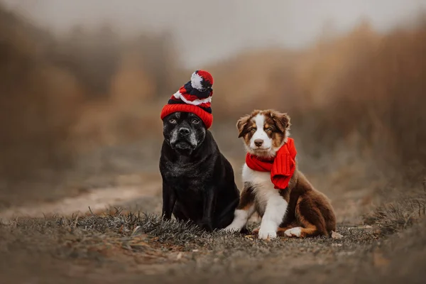 两只披着围巾和帽子的狗在户外摆姿势 — 图库照片