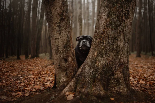 Velho staffordshire touro terrier cão posando ao ar livre — Fotografia de Stock