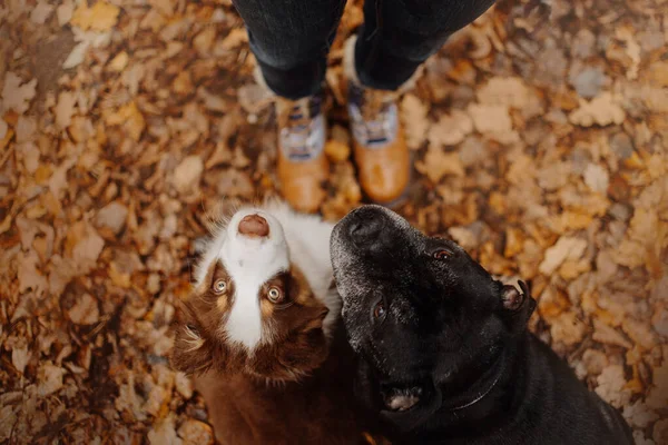 Two dogs posing in an autumn forest together — Stock Photo, Image