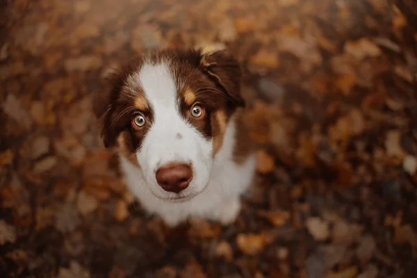 Sonbaharda dışarıda gezen sevimli Avusturyalı çoban köpeği. — Stok fotoğraf