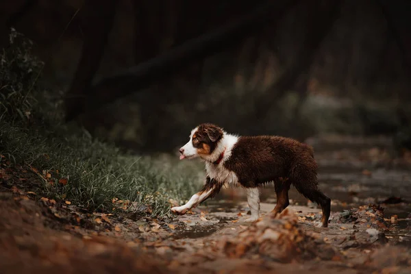 Rozkošný australský ovčák štěně venku na podzim — Stock fotografie