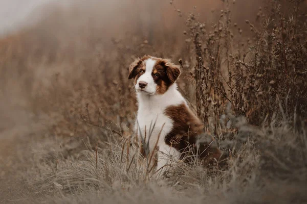 Adorável cachorro pastor australiano ao ar livre no outono — Fotografia de Stock