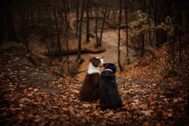 Sonbahar ormanında poz veren iki köpek.