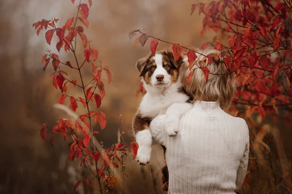 Woman holding adorable puppy on her shoulder — Stock Photo, Image