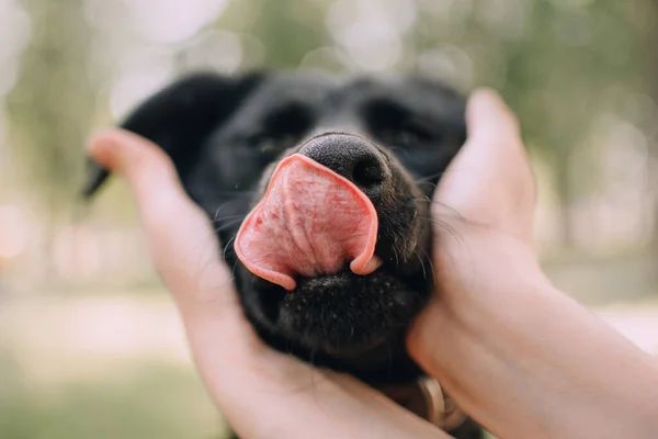 在户外近照一只狗的鼻子和舌头 — 图库照片