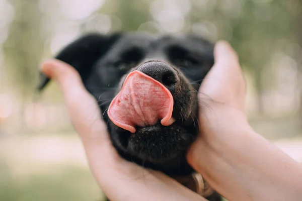 Närbild skott av en hund näsa och tunga utomhus — Stockfoto