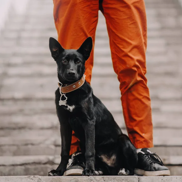 Pastor negro mezcla cachorro posando al aire libre al lado de los propietarios piernas —  Fotos de Stock