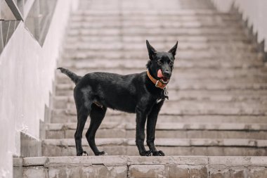 Siyah melez köpek yavrusu merdivenlerde poz veriyor.