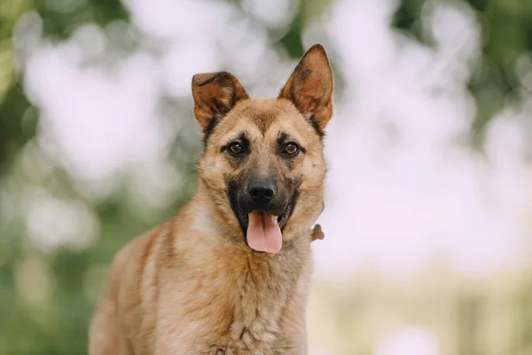 Пастух летом смешивает портрет собаки на открытом воздухе — стоковое фото