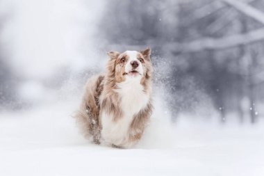 Mutlu sınır köpekleri karda koşuyor.