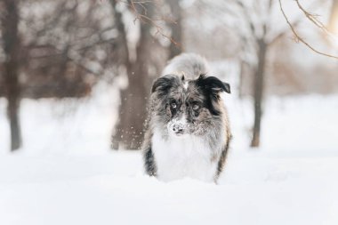 Sevimli sınır köpeği kışın dışarıda poz veriyor.
