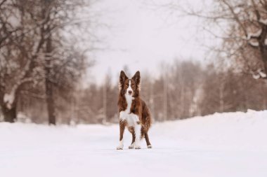 Sevimli sınır köpeği kışın dışarıda poz veriyor.
