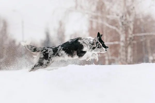 Dua anjing perbatasan Collie berlari di salju — Stok Foto