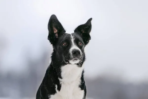 冬には屋外でポーズをとる愛らしいボーダーコリー犬 — ストック写真