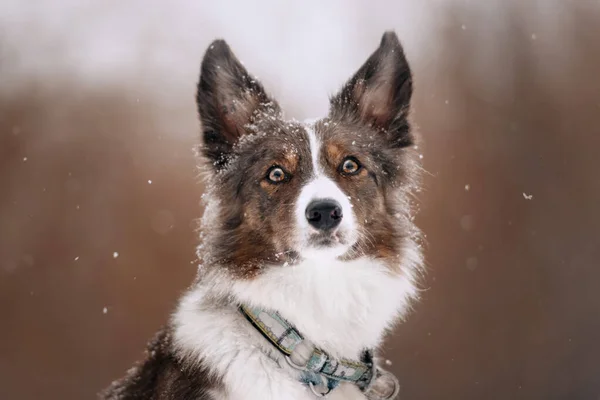 Rozkošný hraniční kolie pes pózování venku v zimě — Stock fotografie