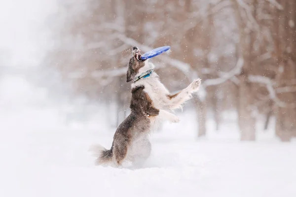 Border Collie Hund fängt im Winter im Freien eine fliegende Scheibe — Stockfoto