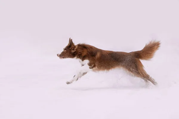 Glücklicher Border Collie Hund läuft im Schnee — Stockfoto