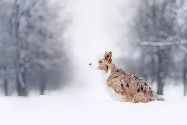 Очаровательная собака колли зимой позирует на открытом воздухе — стоковое фото