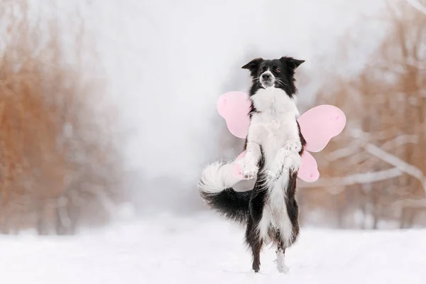 Gräns collie hund med vingar utomhus på vintern — Stockfoto