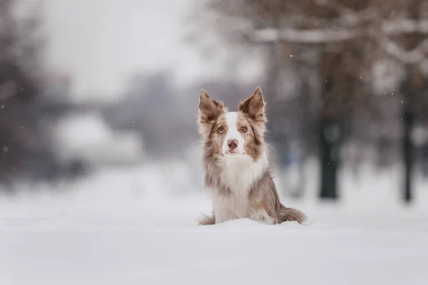 Anjing Collie perbatasan menggemaskan berpose di luar ruangan di musim dingin — Stok Foto