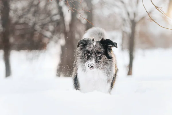 Anjing Collie perbatasan menggemaskan berpose di luar ruangan di musim dingin — Stok Foto