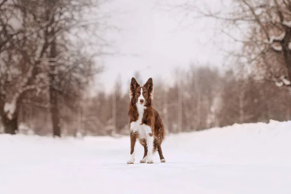 Adorable border collie dog posing outdoors in winter — Stock Photo, Image