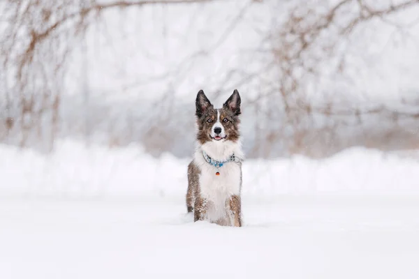 Bedårende grænse collie hund poserende udendørs om vinteren - Stock-foto