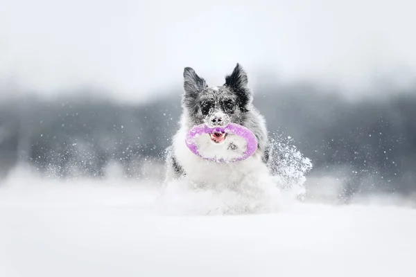 Χαρούμενο σκυλί κόλεϊ στα σύνορα παίζει στο χιόνι — Φωτογραφία Αρχείου