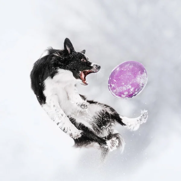 Border Collie Hund springt im Schnee im Freien auf — Stockfoto