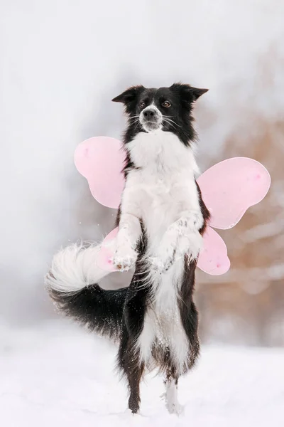 Schattige border collie hond poseren buiten in de winter — Stockfoto