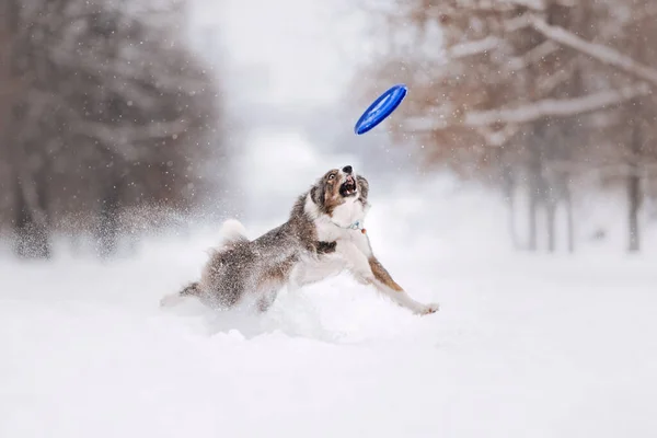 屋外で空飛ぶ円盤で遊ぶボーダーコリー犬 — ストック写真