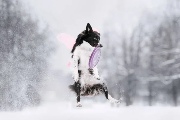 Border Collie Hund fängt im Winter im Freien eine fliegende Scheibe — Stockfoto