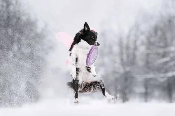 Sınır çoban köpeği kışın açık havada uçan bir disk yakalıyor. — Stok fotoğraf