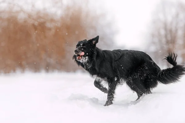 Black border collie dog playing outdoors in the snow — Stock Photo, Image