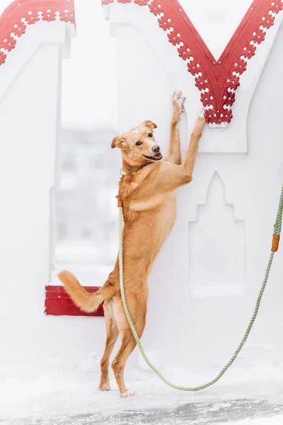 Cane di razza mista in posa con le zampe sulla parete all'aperto — Foto Stock