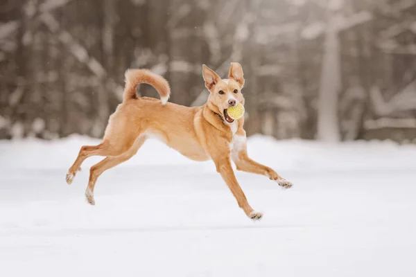 Mixed breed dog running outdoors in the snow — Stock Photo, Image